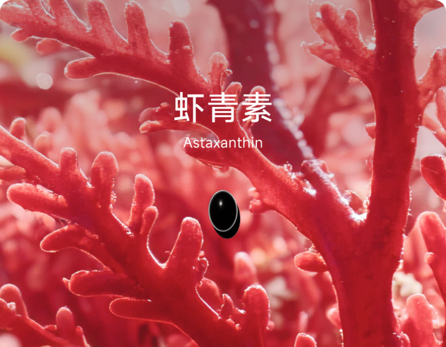 守护细胞屏障,虾青素来了